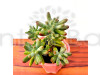 Sedum rubrotinctum Aurora - Succulent Plant