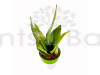 Sansevieria Moonshine - Snake