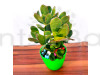 Succulent Plant