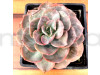 Echeveria, Echeveria derenbergii - Succulent Plant