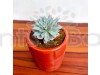 Pachyveria clavata - Succulent Plant