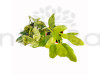 Combo of Philodendron Ceylon Golden & Marble Money Plant