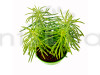 himalaya Plant