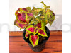 Coleus Bicolor Plant