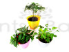 3 Best Indoor Air Purifier Plants Pack