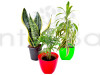 3 Best Indoor Plants Pack