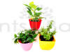 3 Stress Relieving Plants Pack Combo