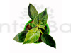 Philodendron Birkin Plant