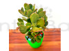 Succulent Plant