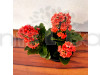 Kalanchoe (Red) - Plant