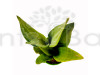 Sansevieria Moonshine - Snake