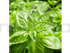Basil Greek Herb Seeds