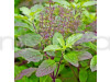 Basil Shyama Tulsi Seeds