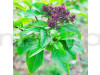 Basil Sweet Scented Herb Seeds