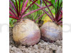 Beetroot Seeds