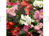 Begonia Semperflorens Mixed Color Flowering Seeds