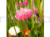 Bellis Perensis Daisy Mixed Color Flowering Seeds