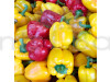 Capsicum Mix Color, Bell Pepper Misticanza - Vegetable Seeds