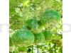 Bottlegourd Round - Vegetable Seeds