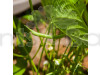 Bush Beans - Vegetable Seeds