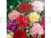 Carnation Giant Chabaud Mixed Color Flowering Seeds