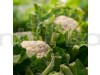 Cauliflower Super Snowball - Vegetable Seeds