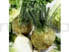 Celeriac IMP PRAGER RIESEN Vegetable Seeds