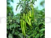 Chilli Surajmukhi - Vegetable Seeds