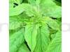 Choulai Green Edible, Amaranthus Green Edible - Vegetable Seeds
