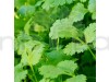 Coriander Green Aroma - Vegetable Seeds