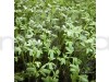 Cress Common Garden Cress Herb Seeds