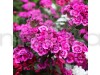 Dianthus Baby Doll Mixed Color Flowering Seeds