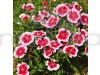 Dianthus Chinensis  Seeds