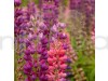 Digitalis Purpurea Common Foxglove Mixed Color Flowering Seeds