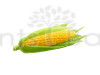 Baby Corn F1 Hybrid - Vegetable Seeds