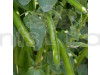 Fava Beans Selection Bakla - Vegetable Seeds