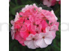 Geranium Pacific Mixed Color Flowering Seeds
