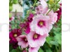 Hollyhock Malva Flowering Seeds