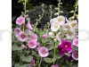 Hollyhock Mixed Color Flowering Seeds