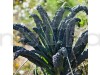 Kale Cavolo Nero Vegetable Seeds