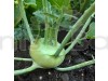 Knol Khol Red - Vegetable Seeds