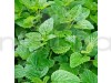 Lemon Balm Herb Seeds