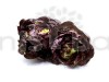 Lettuce Butter Head Red Vegetable Seeds