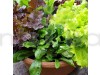 Lettuce Misticanza Vegetable Seeds