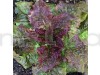 Lettuce Prize Head Vegetable Seeds