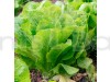 Lettuce salad - Vegetable Seeds