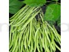 Lobia Beans - Vegetable Seeds