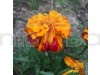 Marigold F 2 Orange Dwarf Double Flowering Seeds