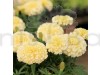 Marigold F 2 Vanilla White Flowering Seeds