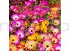 Mesembryanthemum Ice Plant Mixed Color Flowering Seeds
